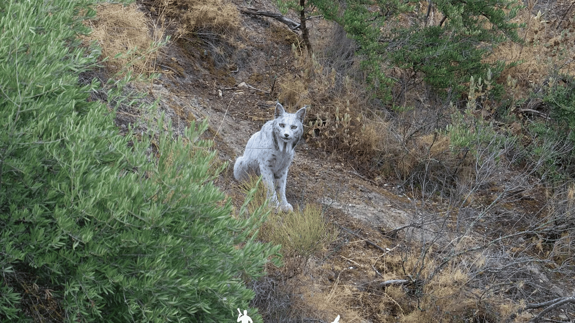 Rare white Iberian lynx; Photo: Ángel Hidalgo