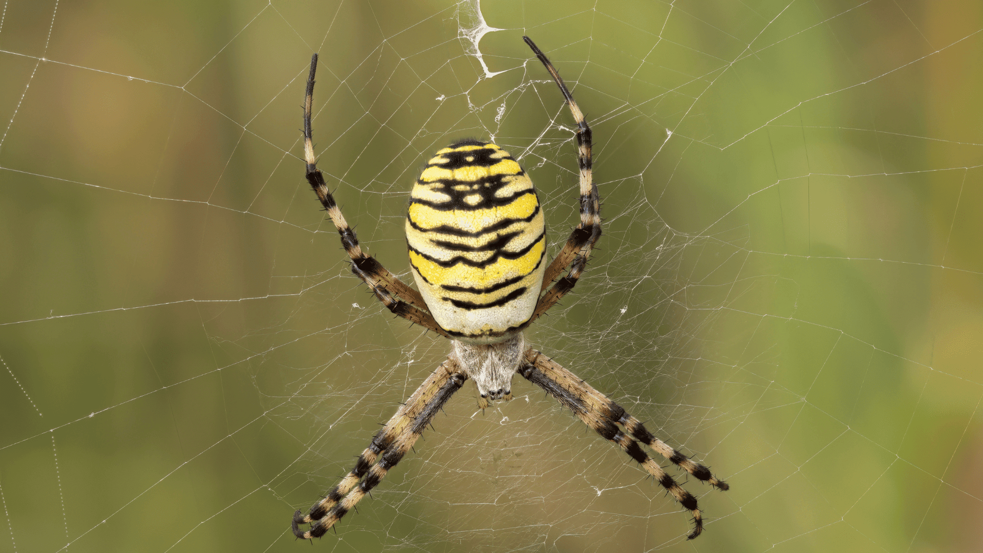 Spider Argiope bruennichi representational image; Photo: David Osborn