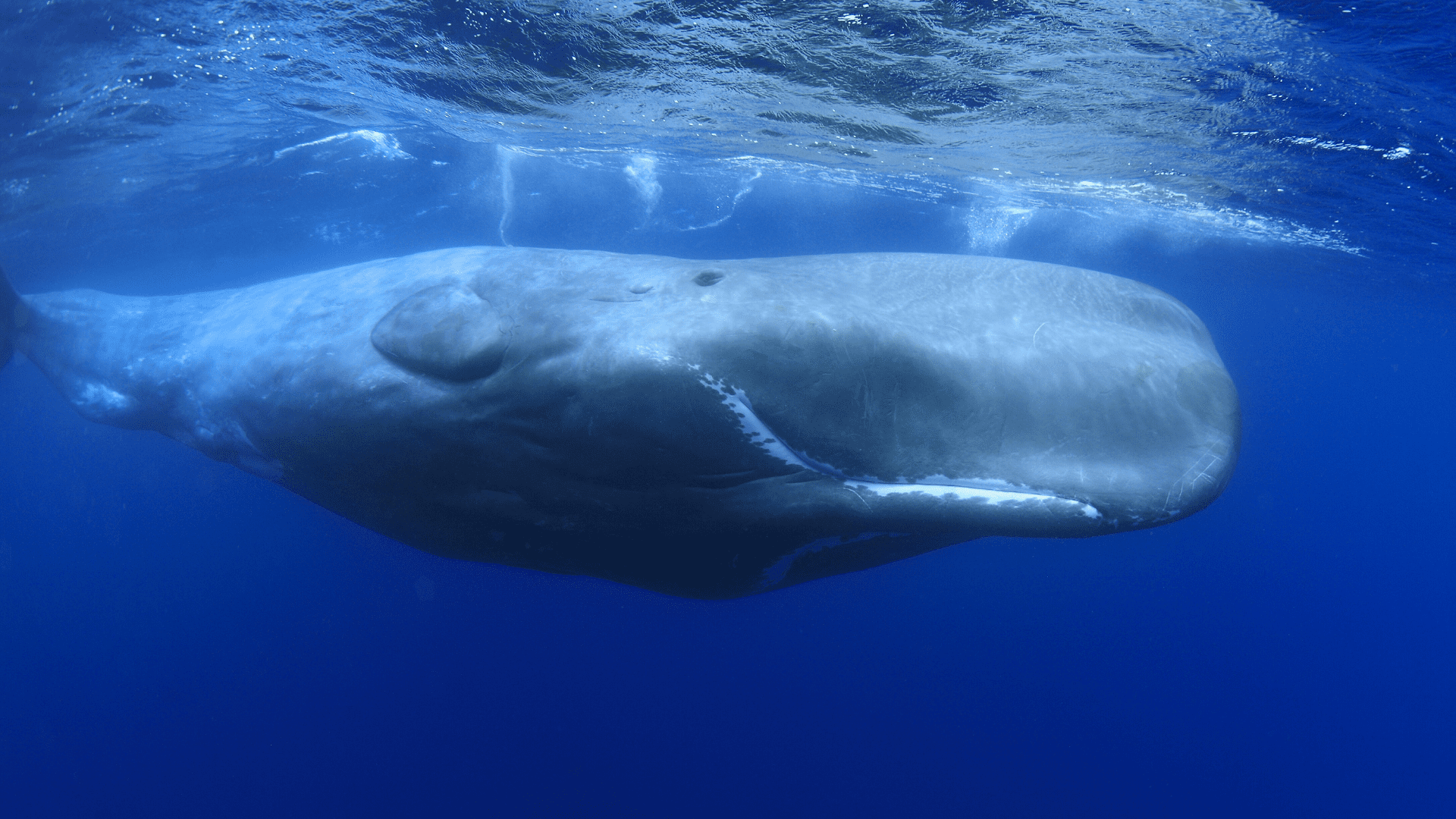 Sperm Whales
