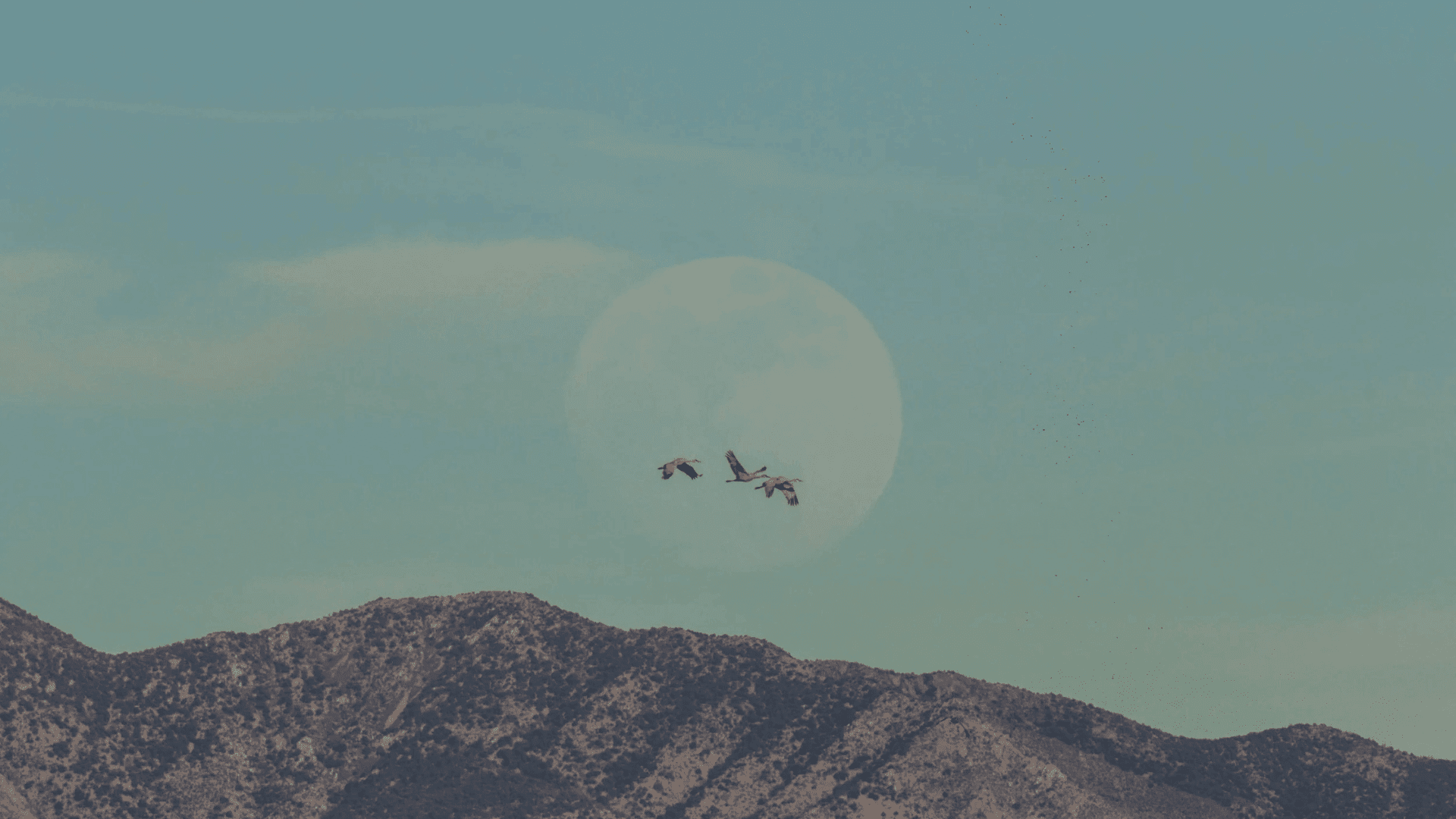 Birds flying moon Birds flying moon