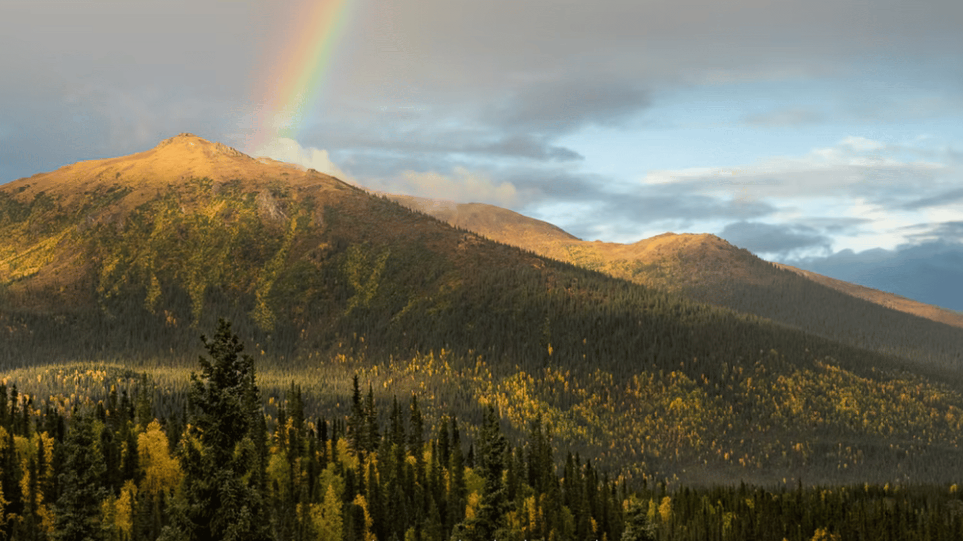 Mountain and forest Alyce Bender Mountain and forest Alyce Bender