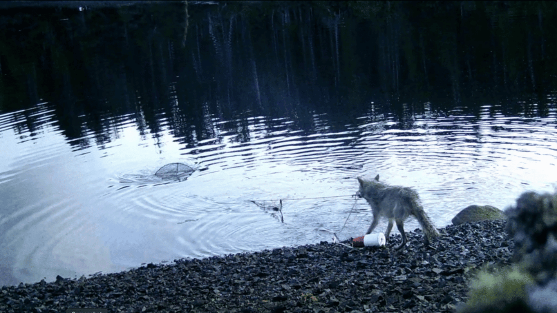 Wolf tool use; Photo: Kyle A. Artelle et al, Ecology and Evolution (2025). DOI: 10.1002:ece3.72348