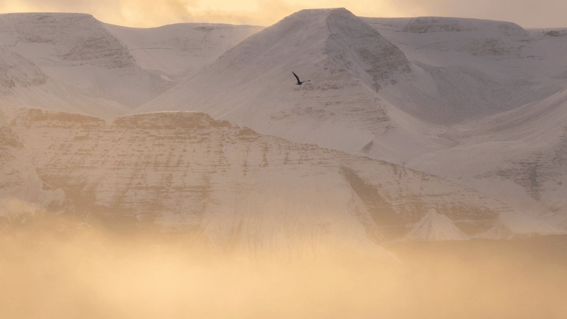 bird flying mountain; Photo: Christina Selby