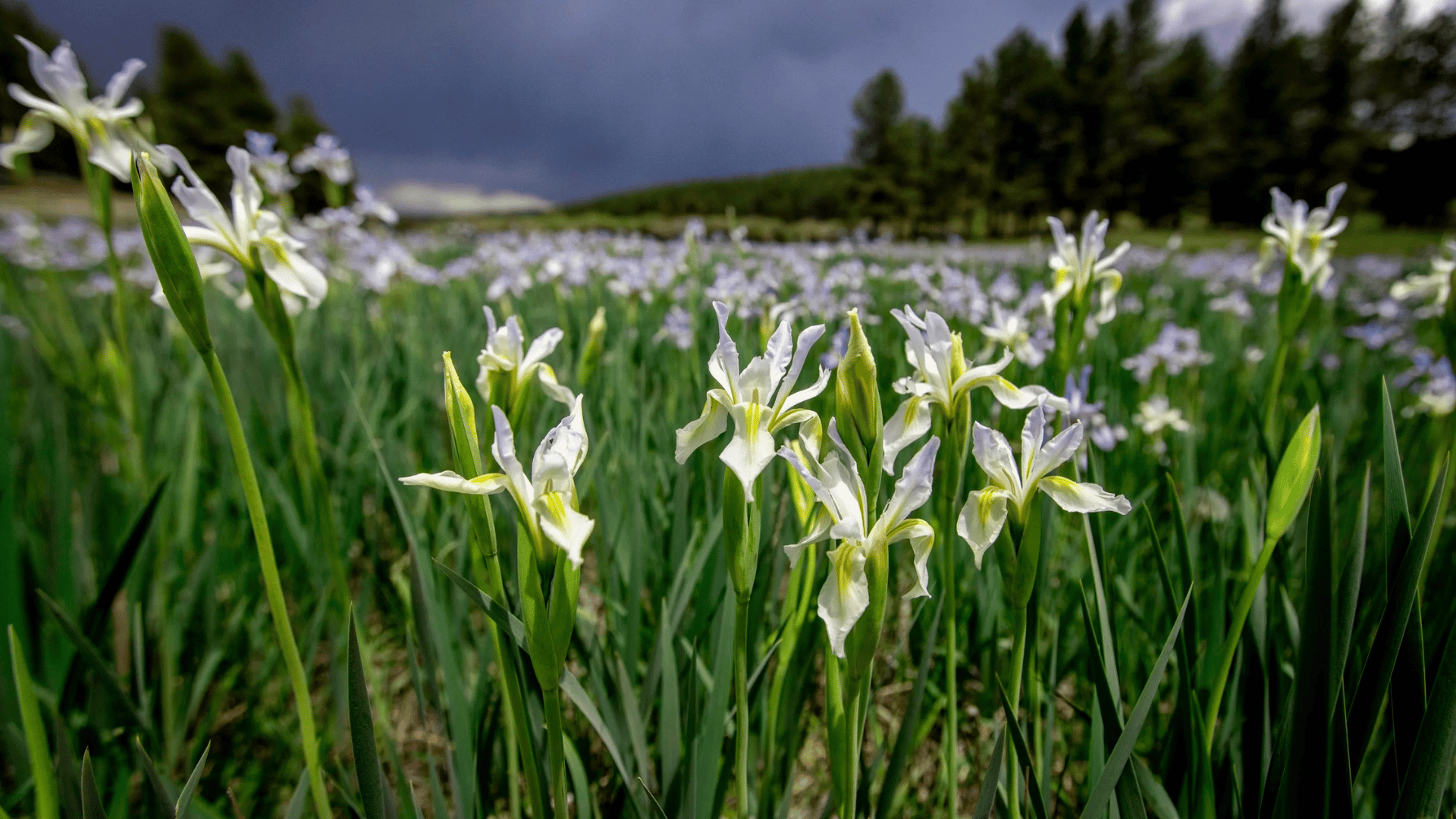 field of wildflowers; Photo: Christina Selby