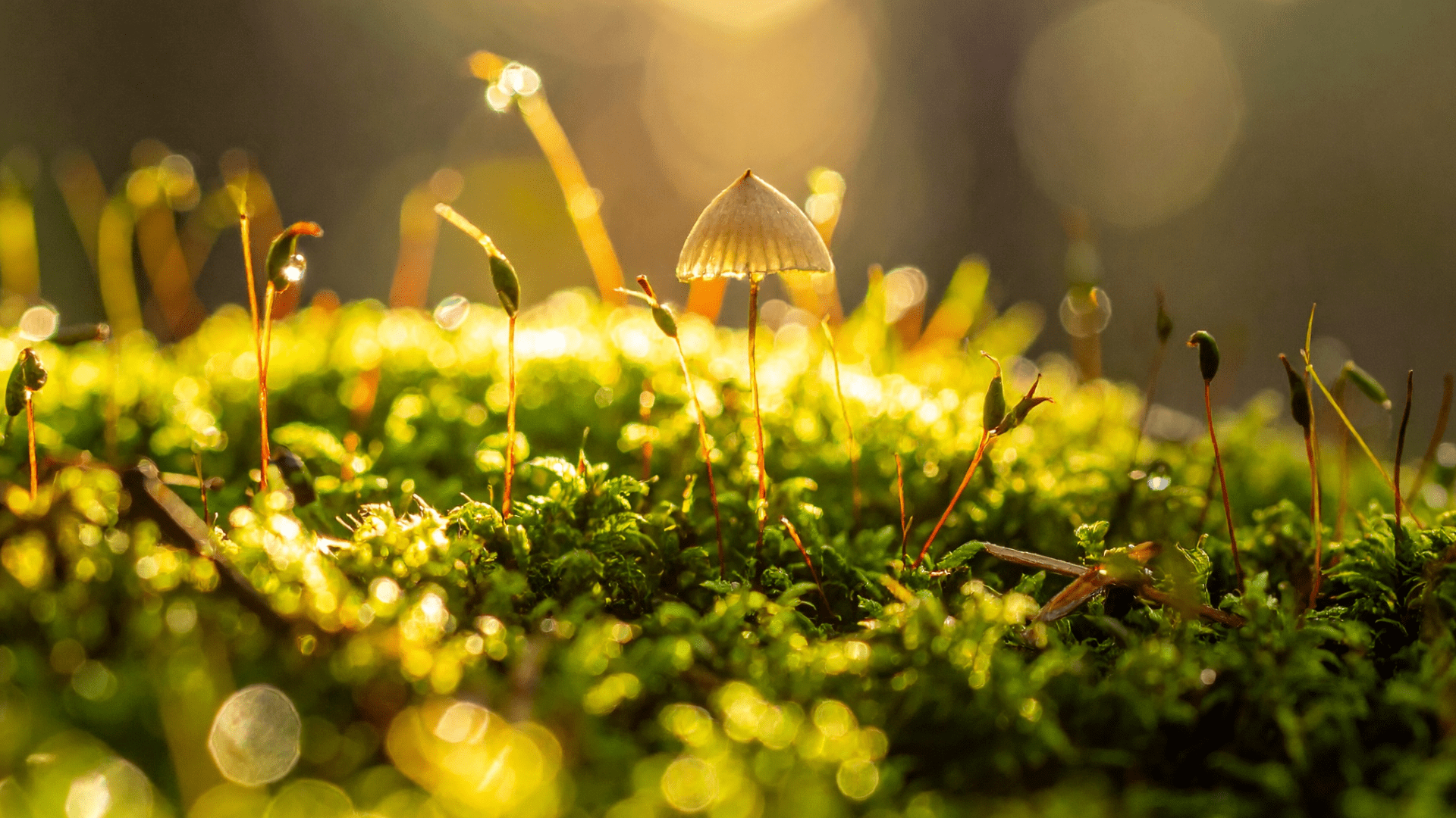 micro hike small and tiny nature