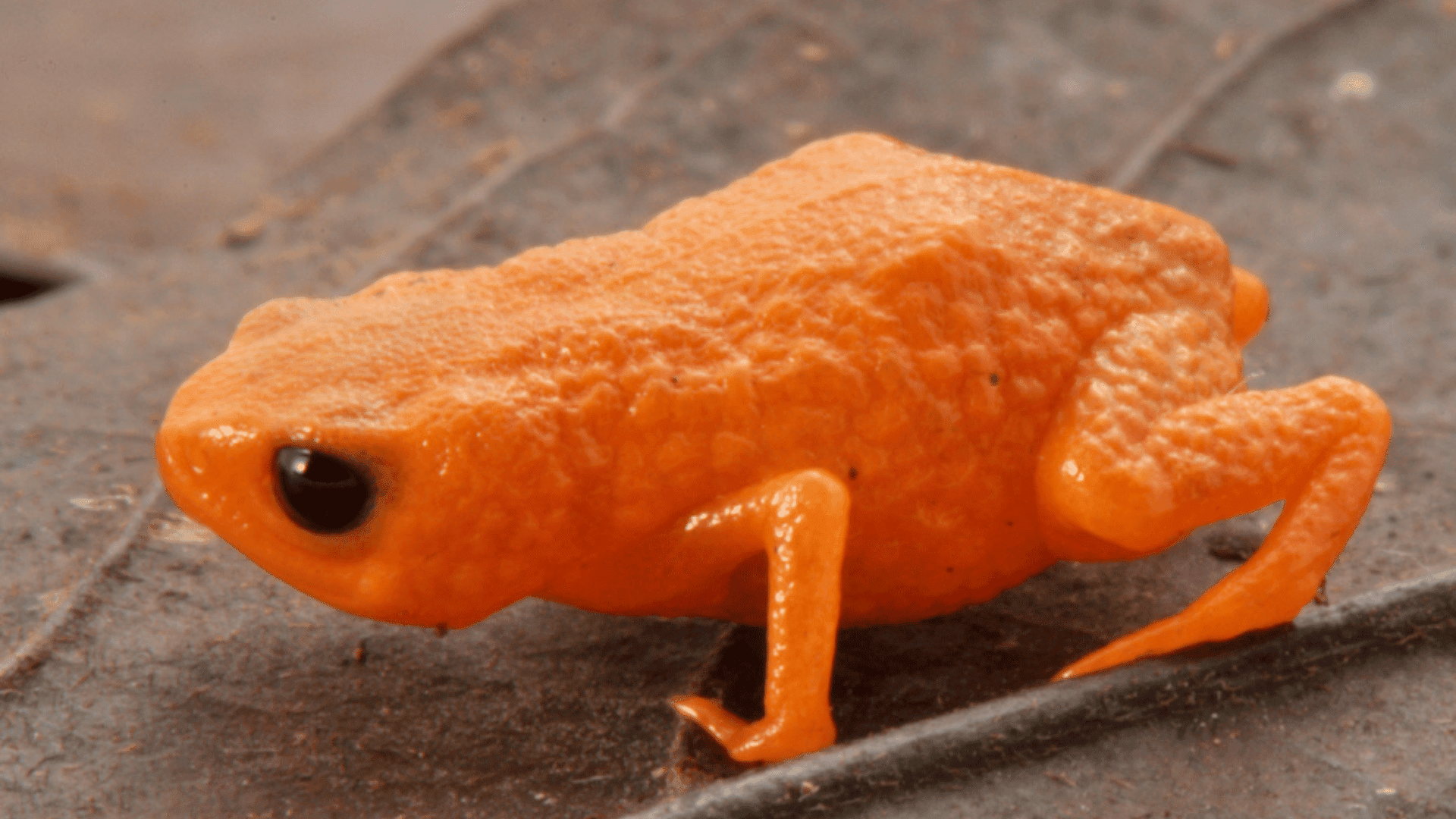 pumpkin toadlet; Photo: Luiz Fernando Ribeiro