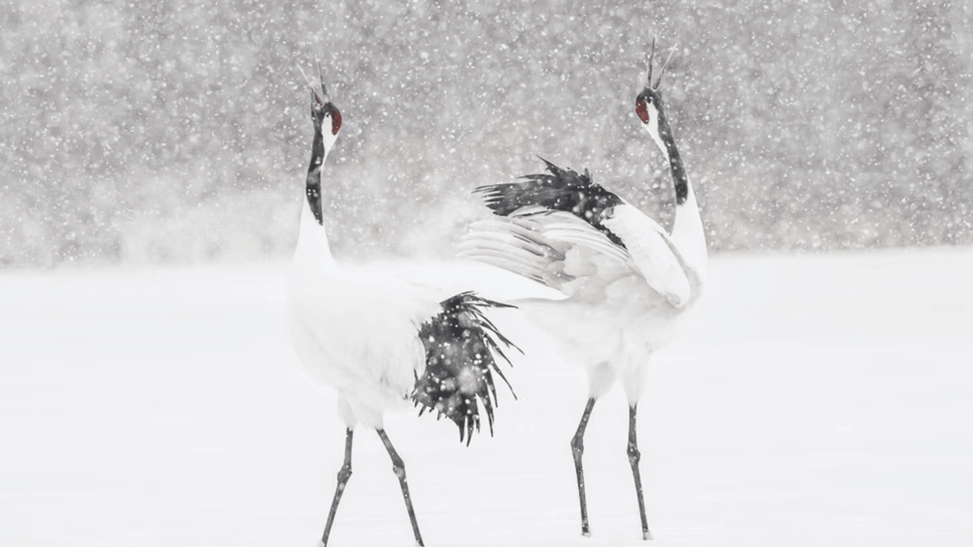 red crown crane Alyce Bender