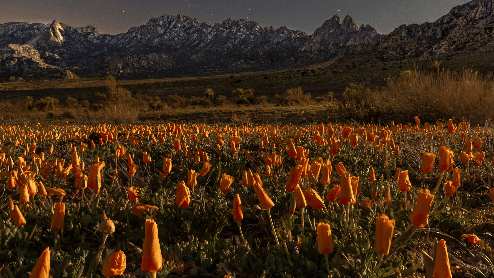 wildflower field, Photo: Christina Selby