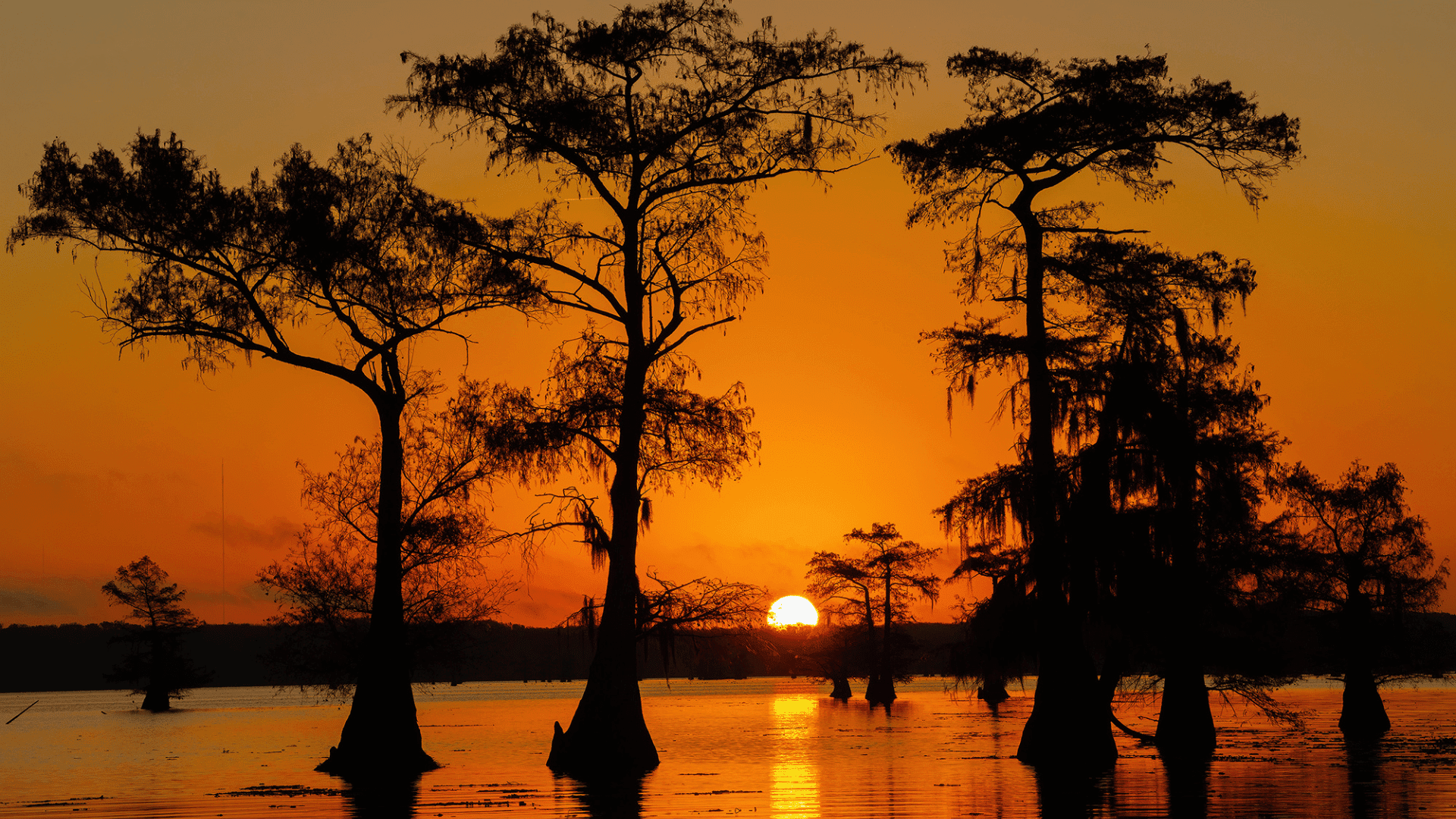 Bayou daybreak; Photo: Lori A Cash