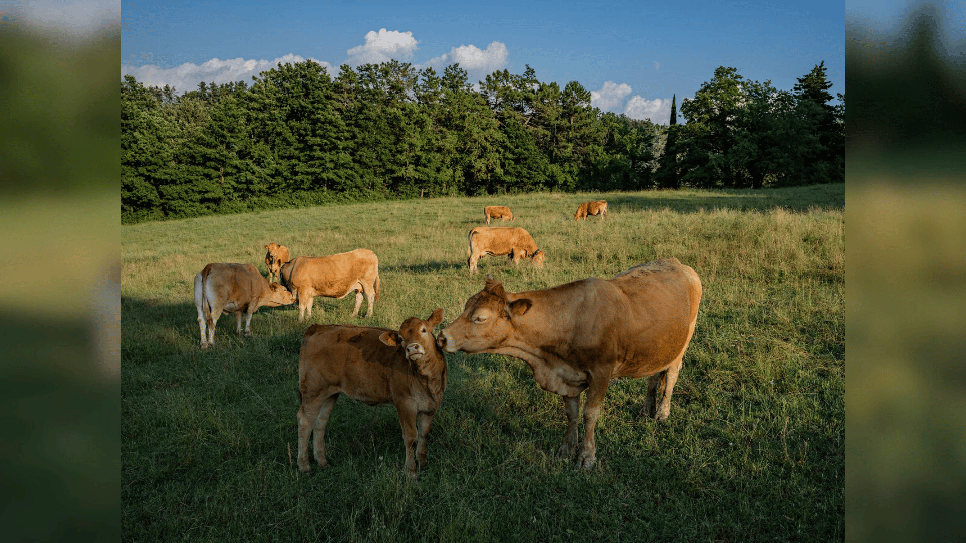 Cows photography Cows photography