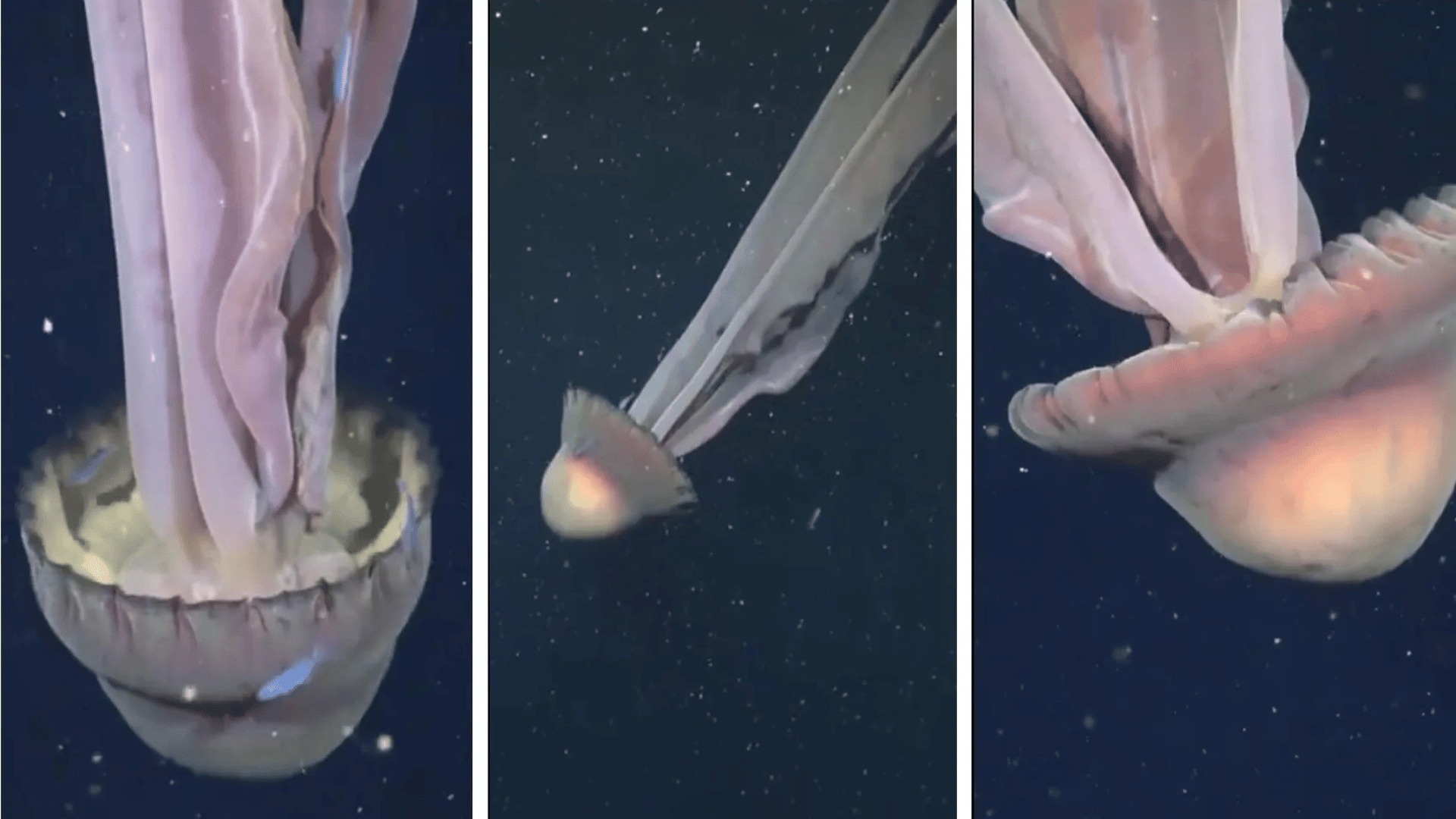 Giant phantom jellyfish; Photo: Schmidt Ocean Institute