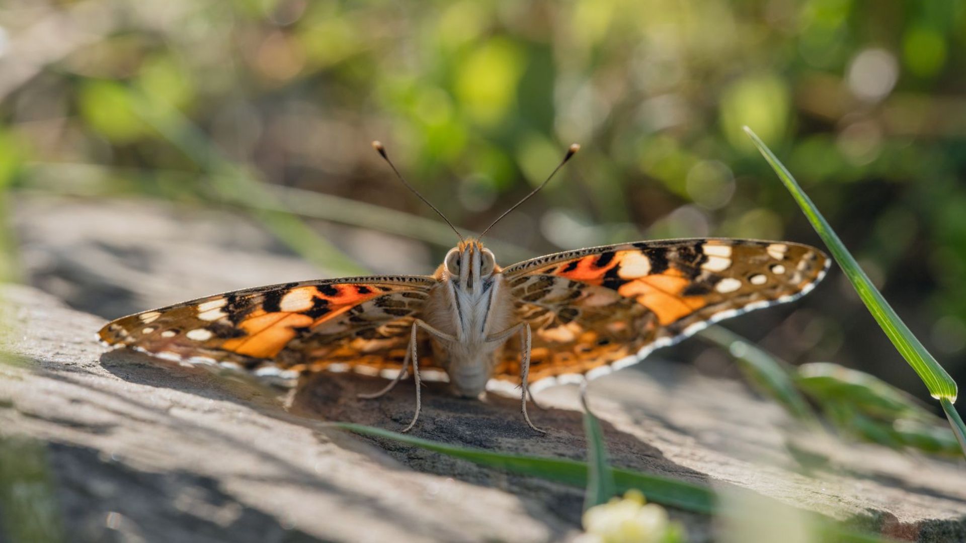 Constant Bloom Lucas Foglia