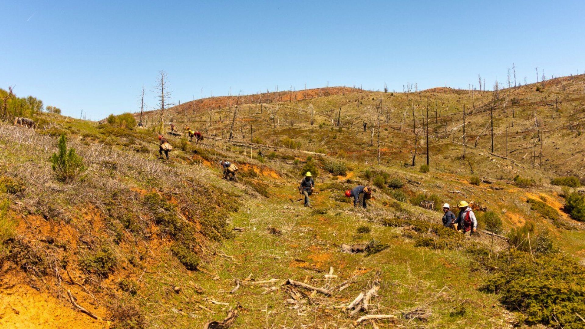 Manulife smart forests forest restoration