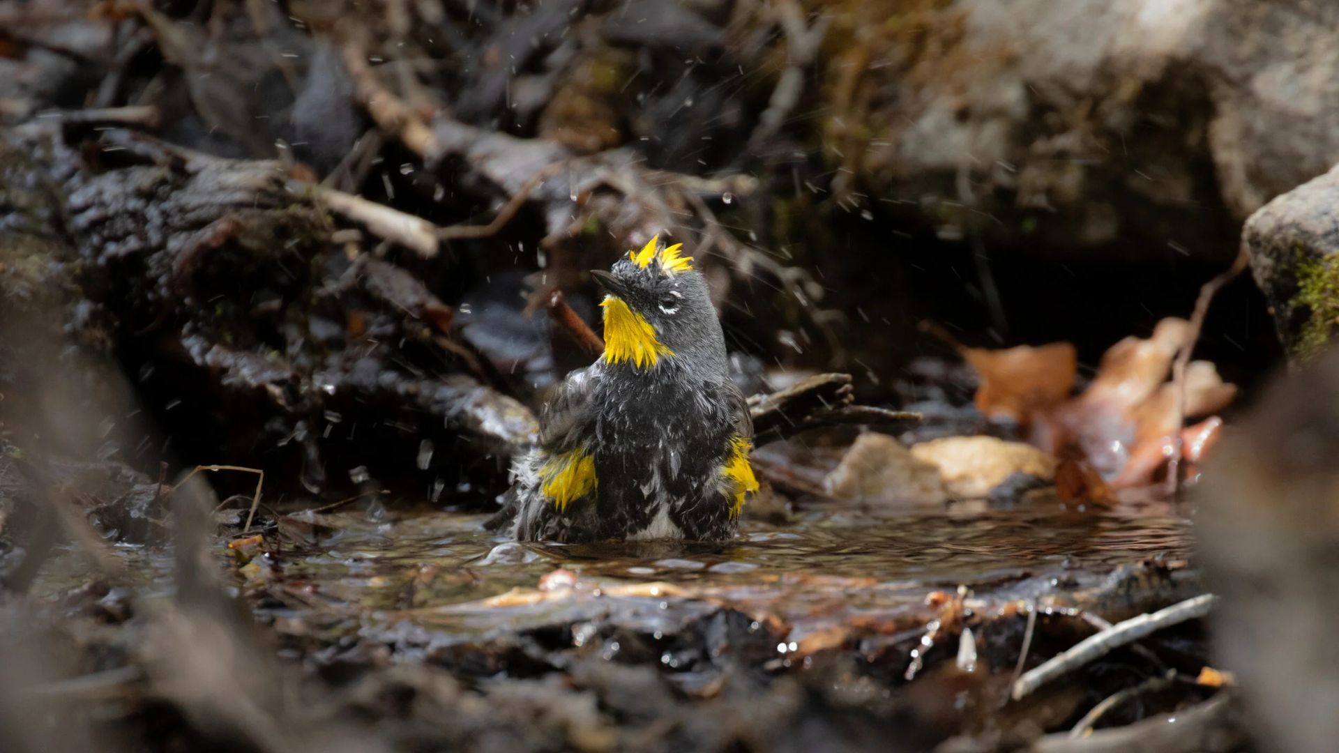 conservation art photography