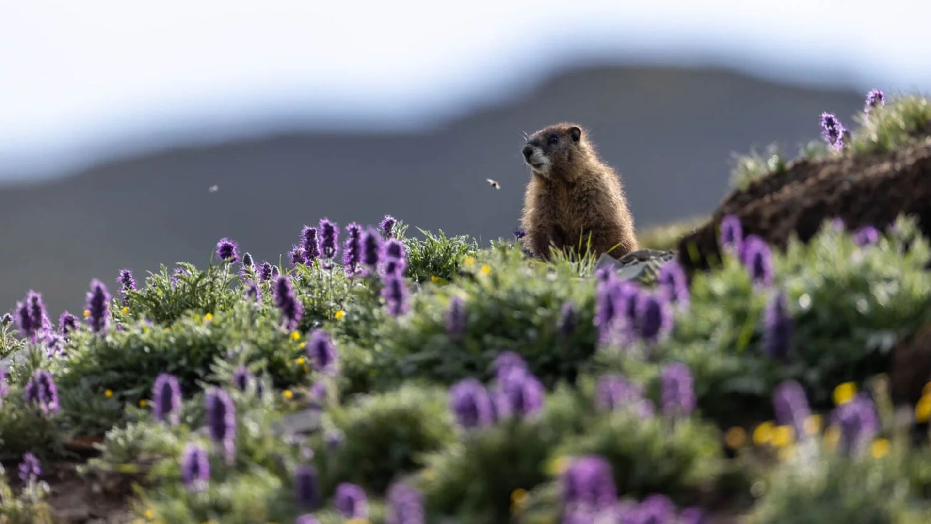 conservation art photography