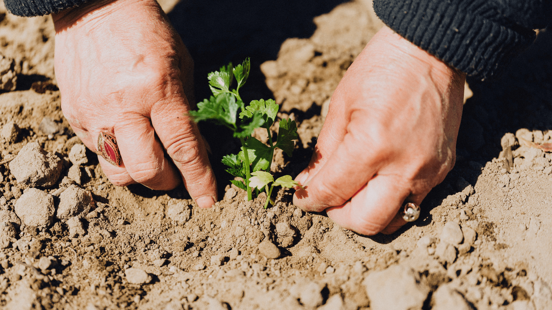 planting dirt soil vegetable garden bed