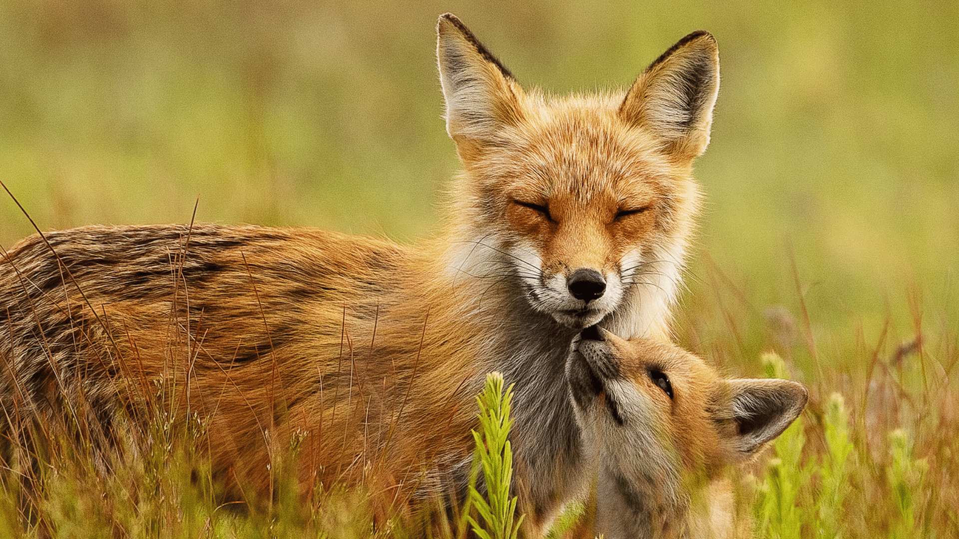 red fox; Photo: Lori A. Cash