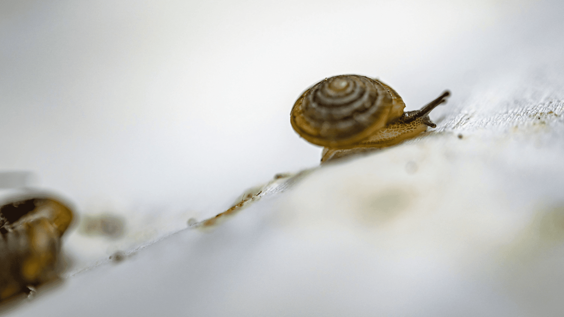 Bermuda snail; Photo: Chester Zoo