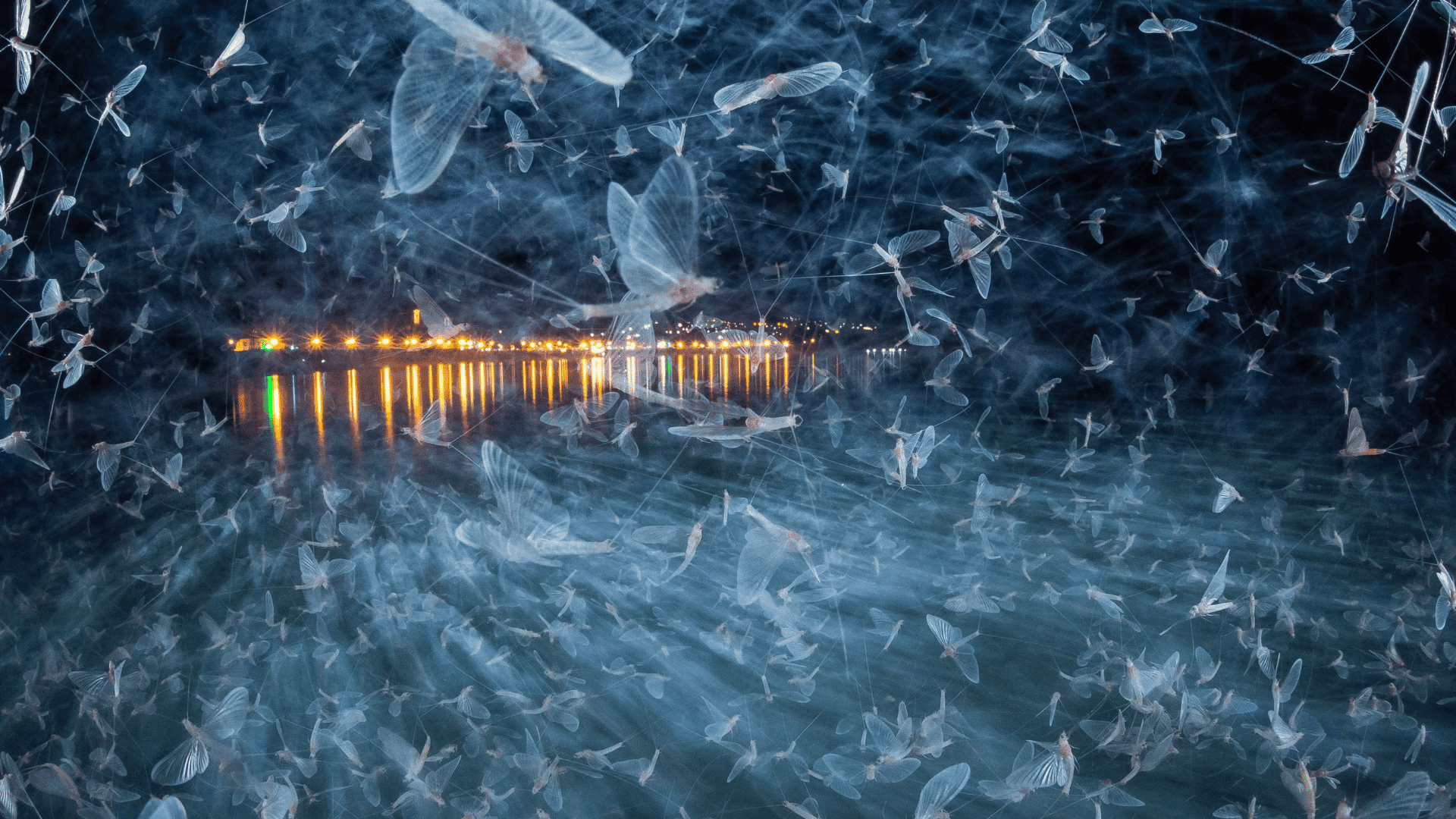 Blue Army; Photo: Imre Potyó