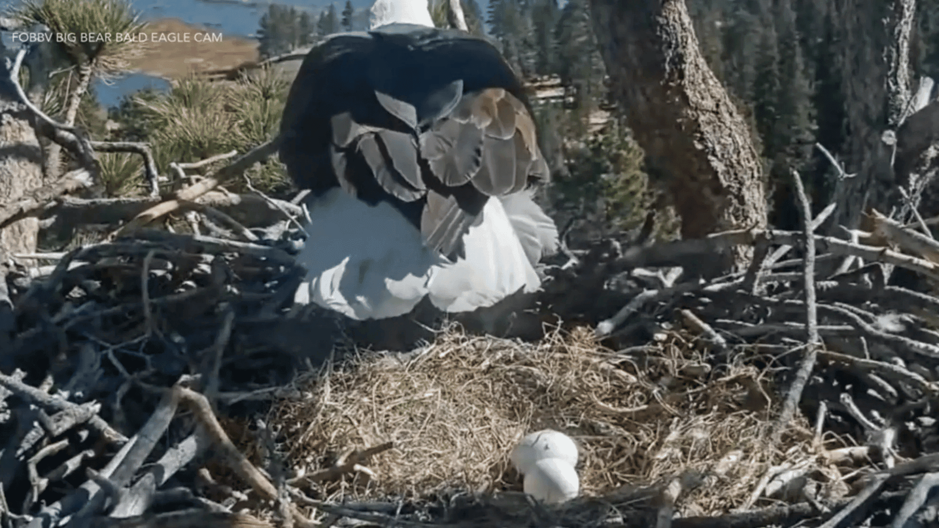 Friends of Big Bear Valley and Big Bear Eagle Nest Cam