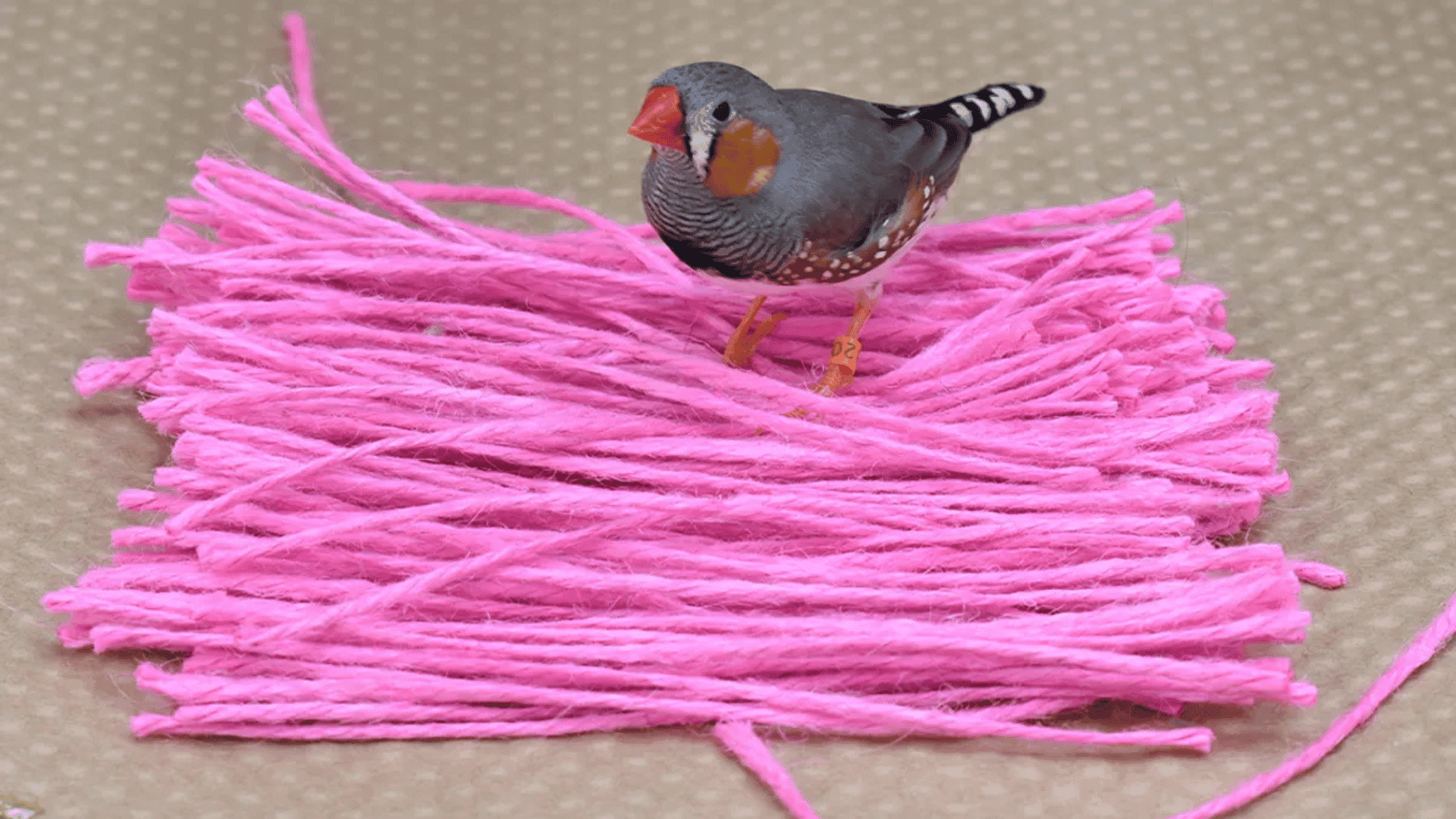 birds favorite color