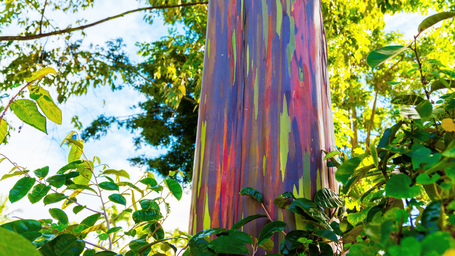 rainbow eucalyptus