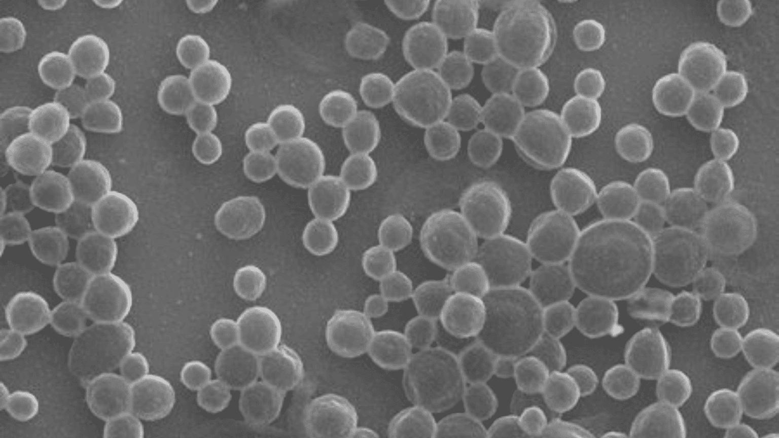 Ao2 Complex Shells Autonomous Micro
