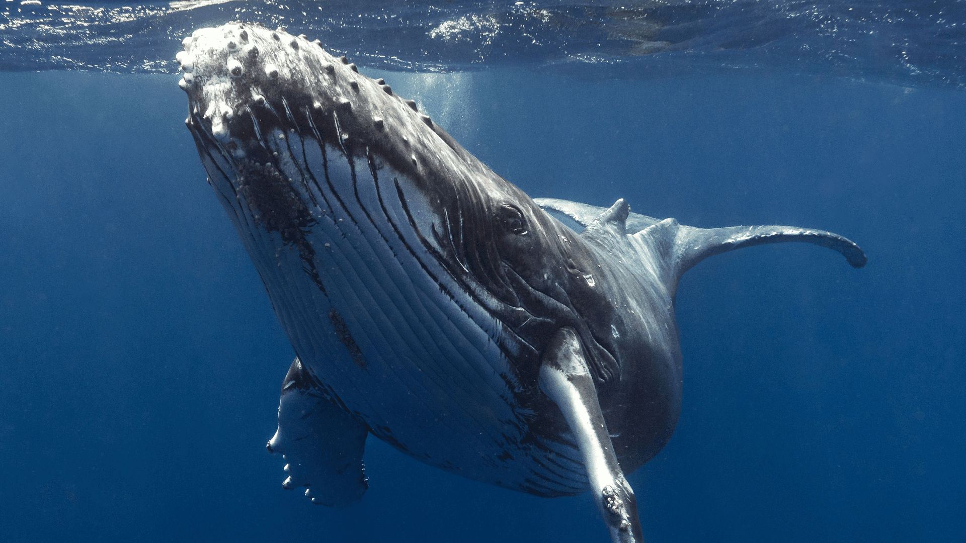 humpback whale