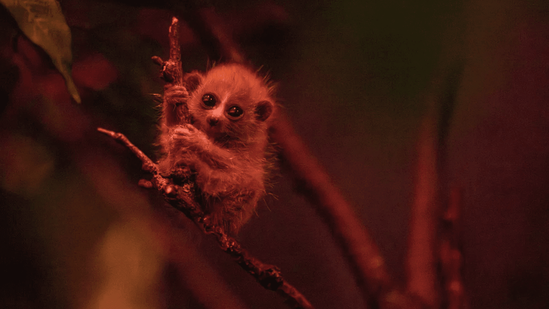 pygmy slow loris