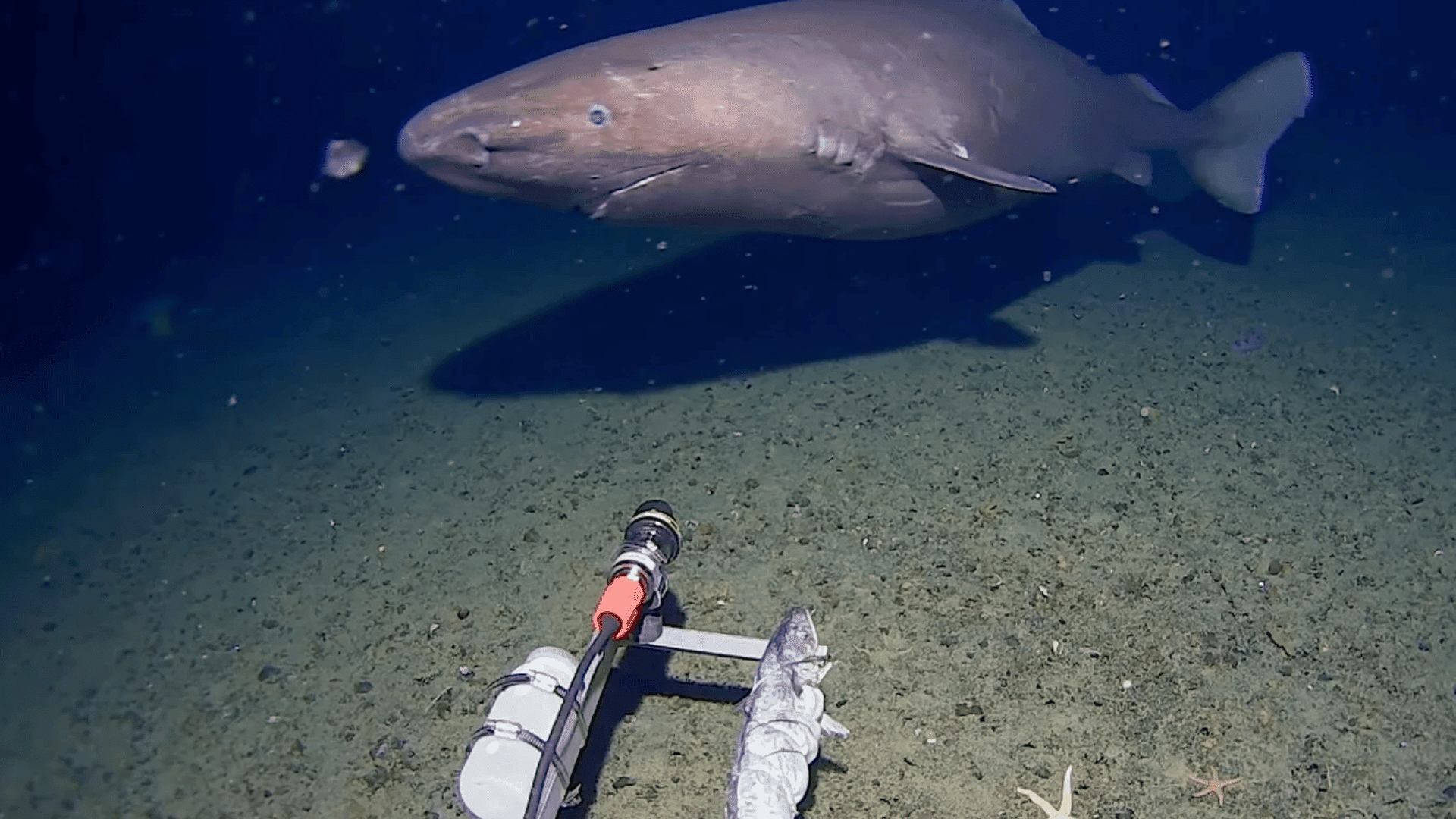 shark antarctica