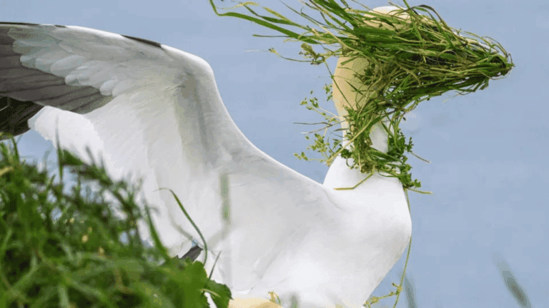 Winners of the Comedy Wildlife Photography Awards Announced - Tomorrow ...