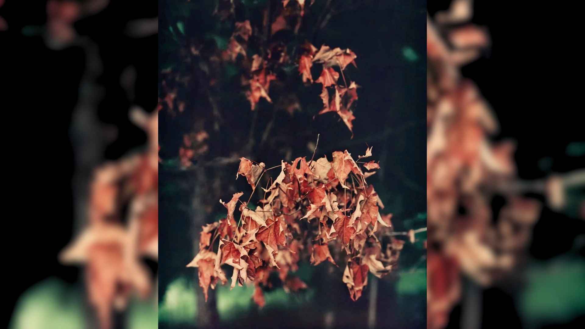 Another Way of Looking at Love Janelle Lynch