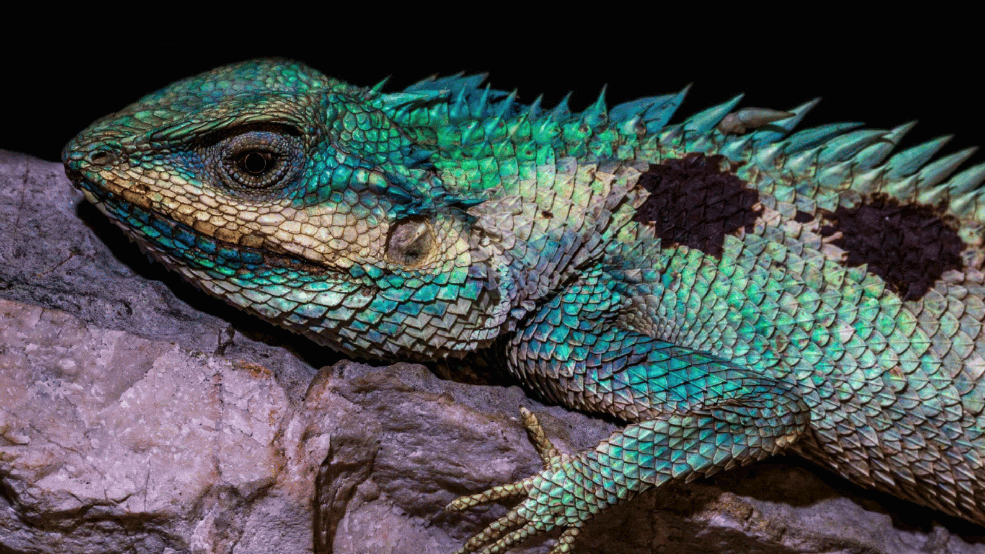 Cambodian blue-crested agama