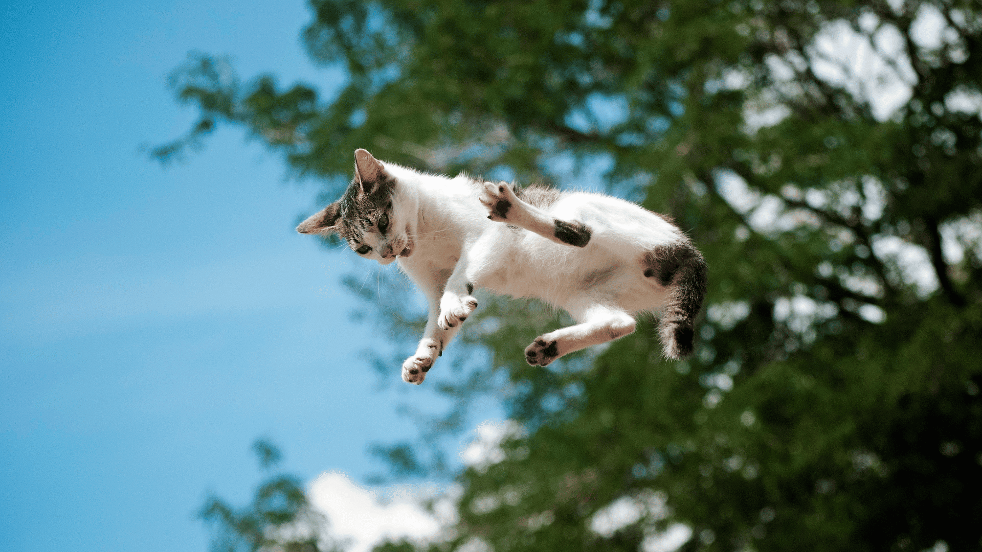 cat falling; Photo: yordanka caridad almaguer:Shutterstock