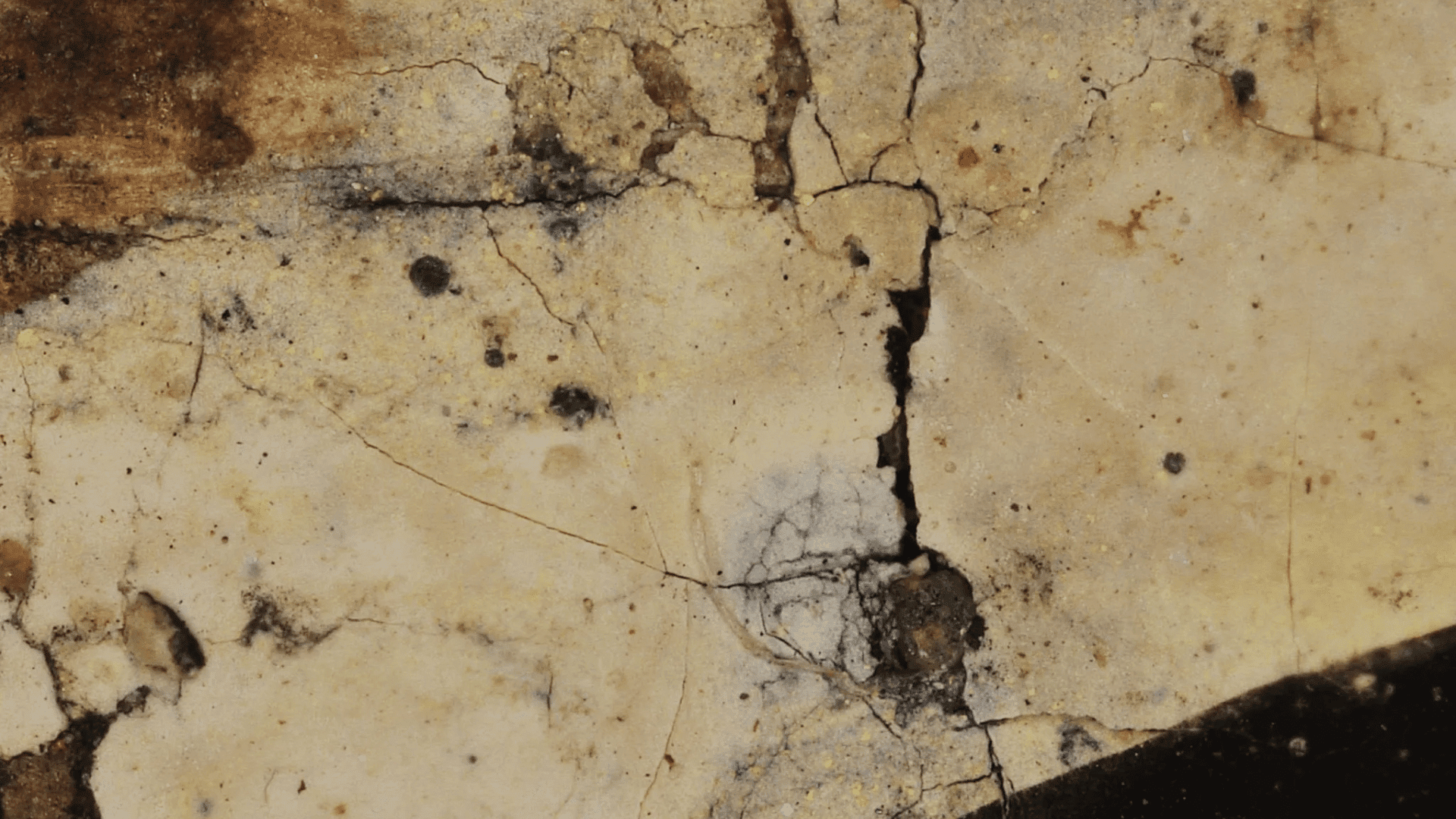 detail on jackal magnified