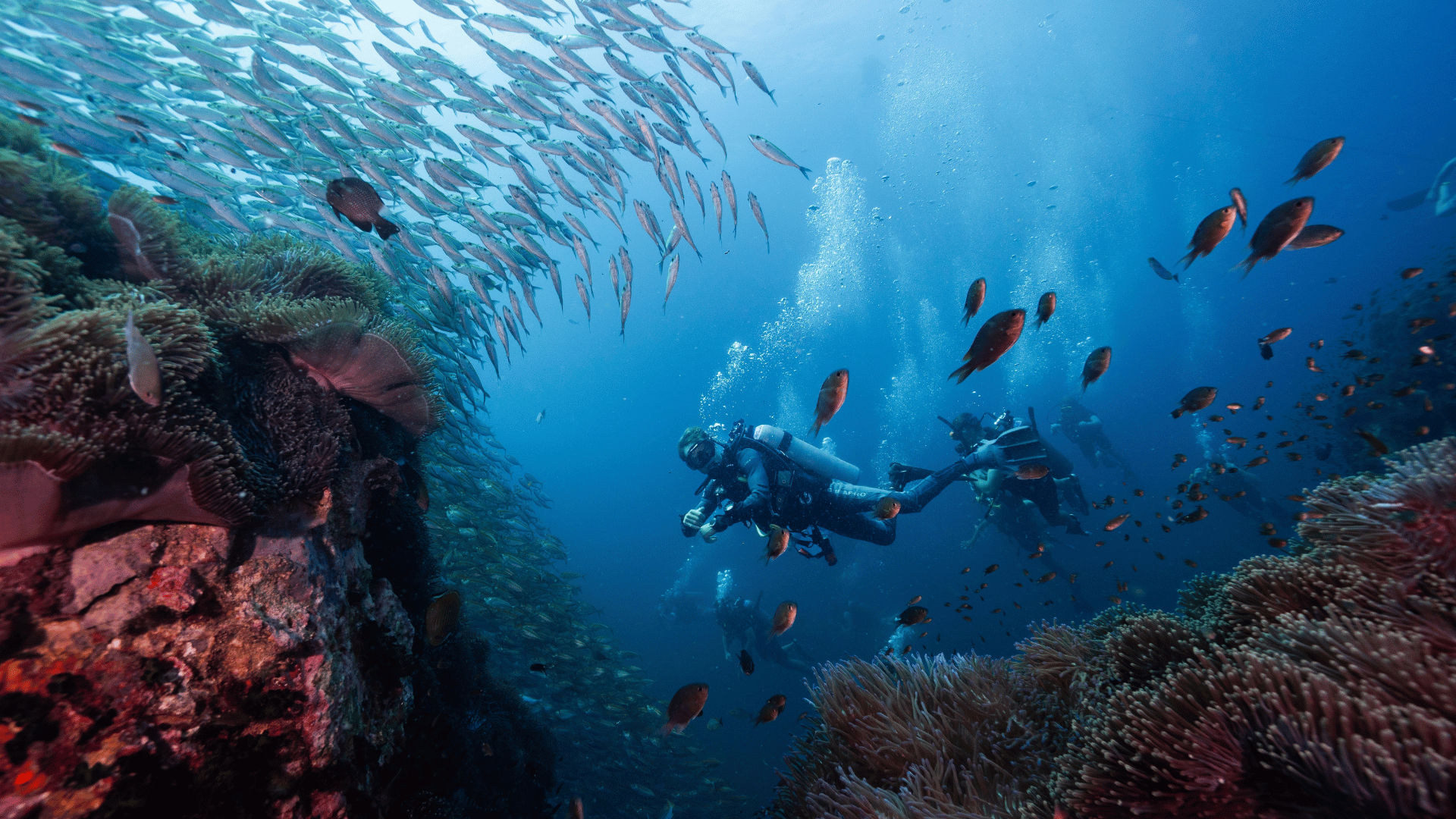 divers; Photo: theeasylife789:Shutterstock