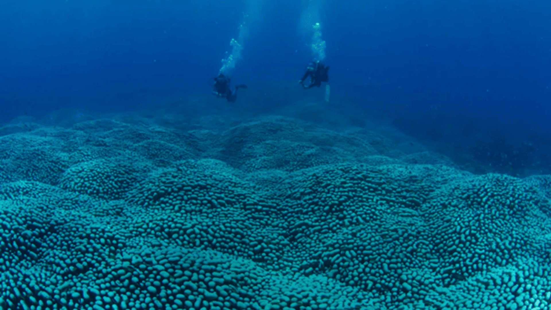 divers swimming over coral colony; Photo: Richard Fitzpatrick