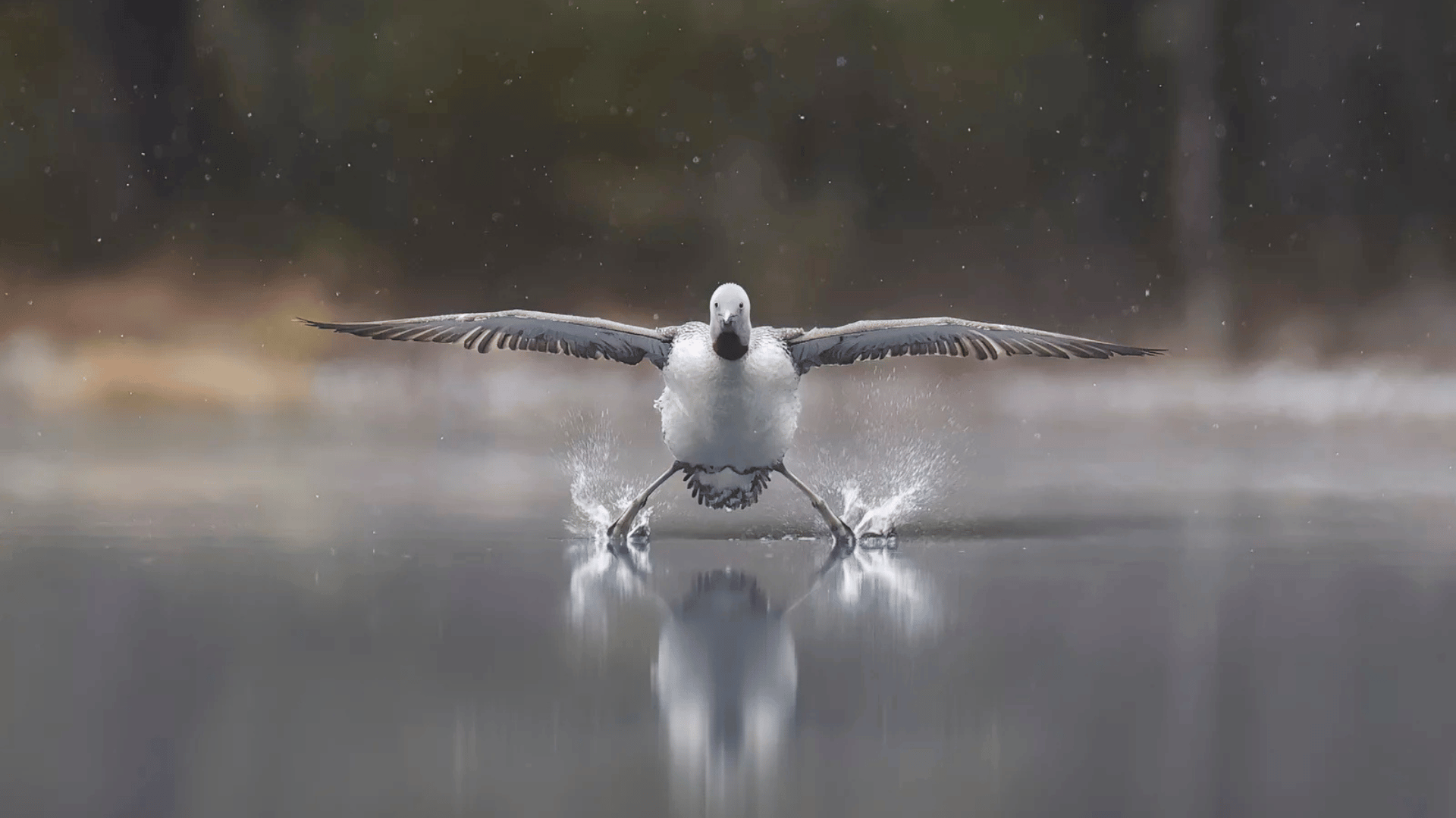 Erkko Badermann, Finland - Comedy Wildlife Photography Awards Erkko Badermann, Finland - Comedy Wildlife Photography Awards