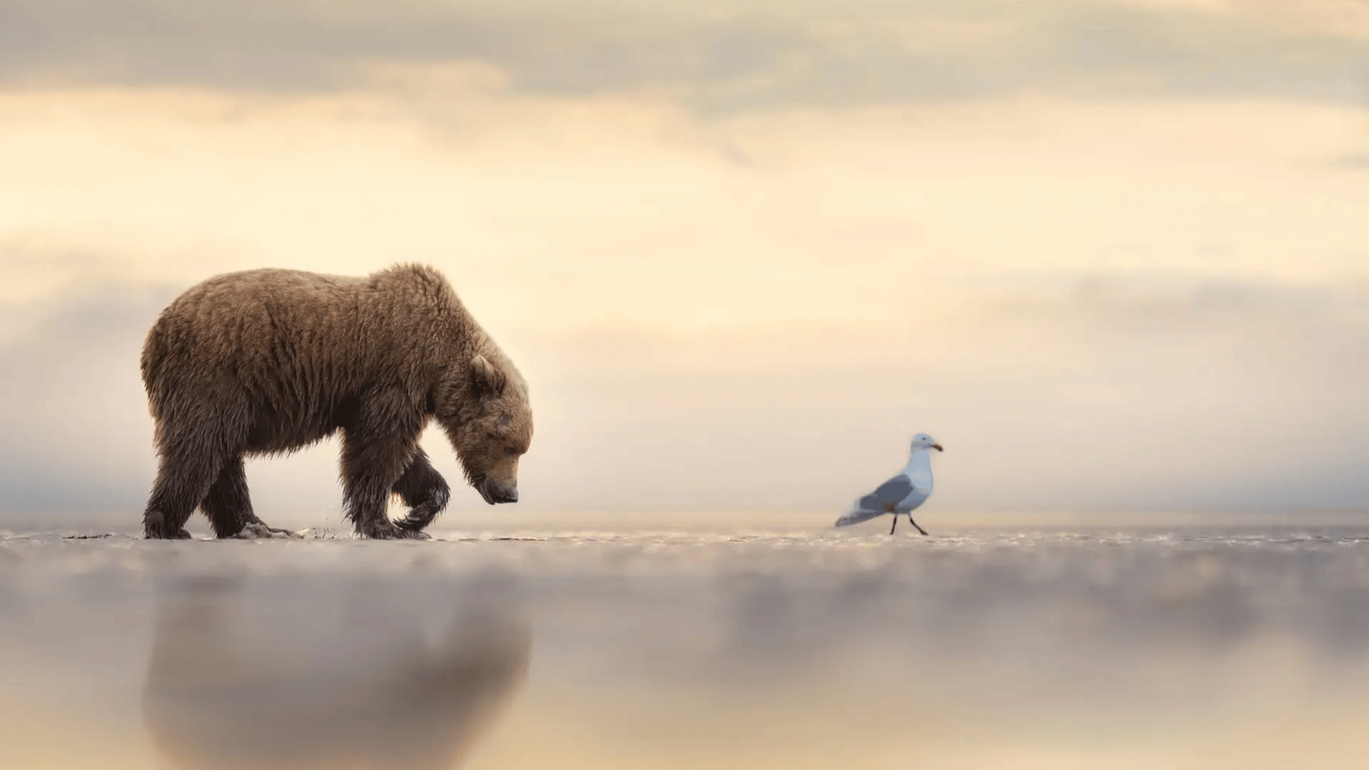 Following; Photo: Janet Gustin