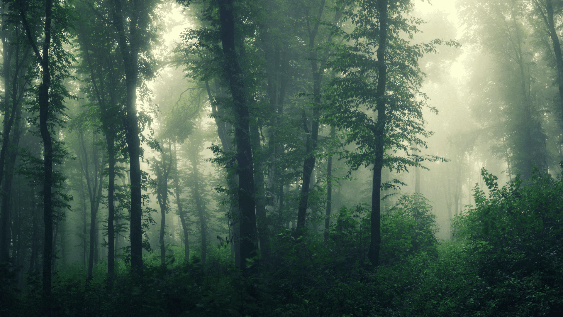 forest representative image; Photo: andreiuc88:Shutterstock