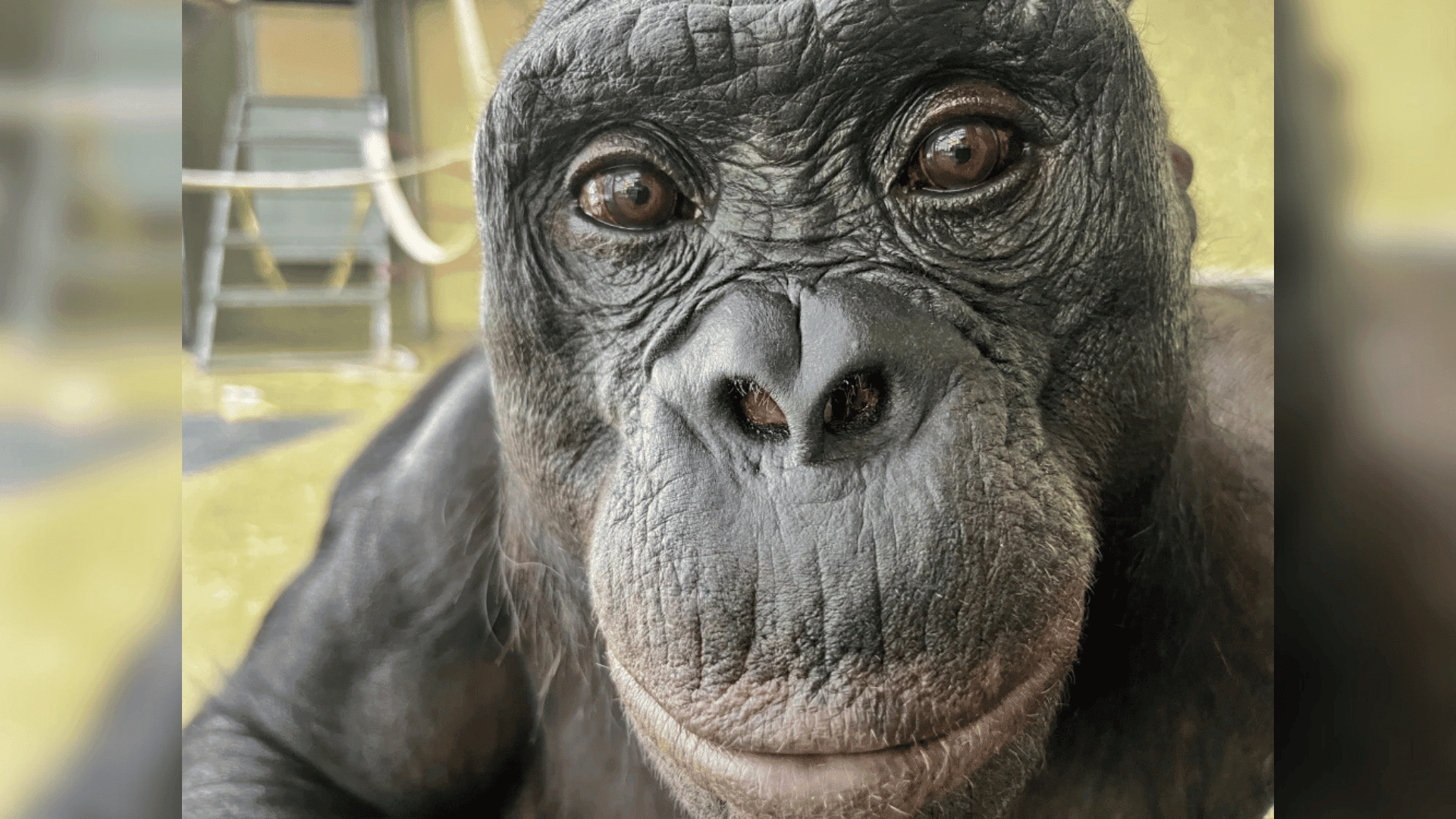 Kanzi the bonobo; Photo: Ape Initiative