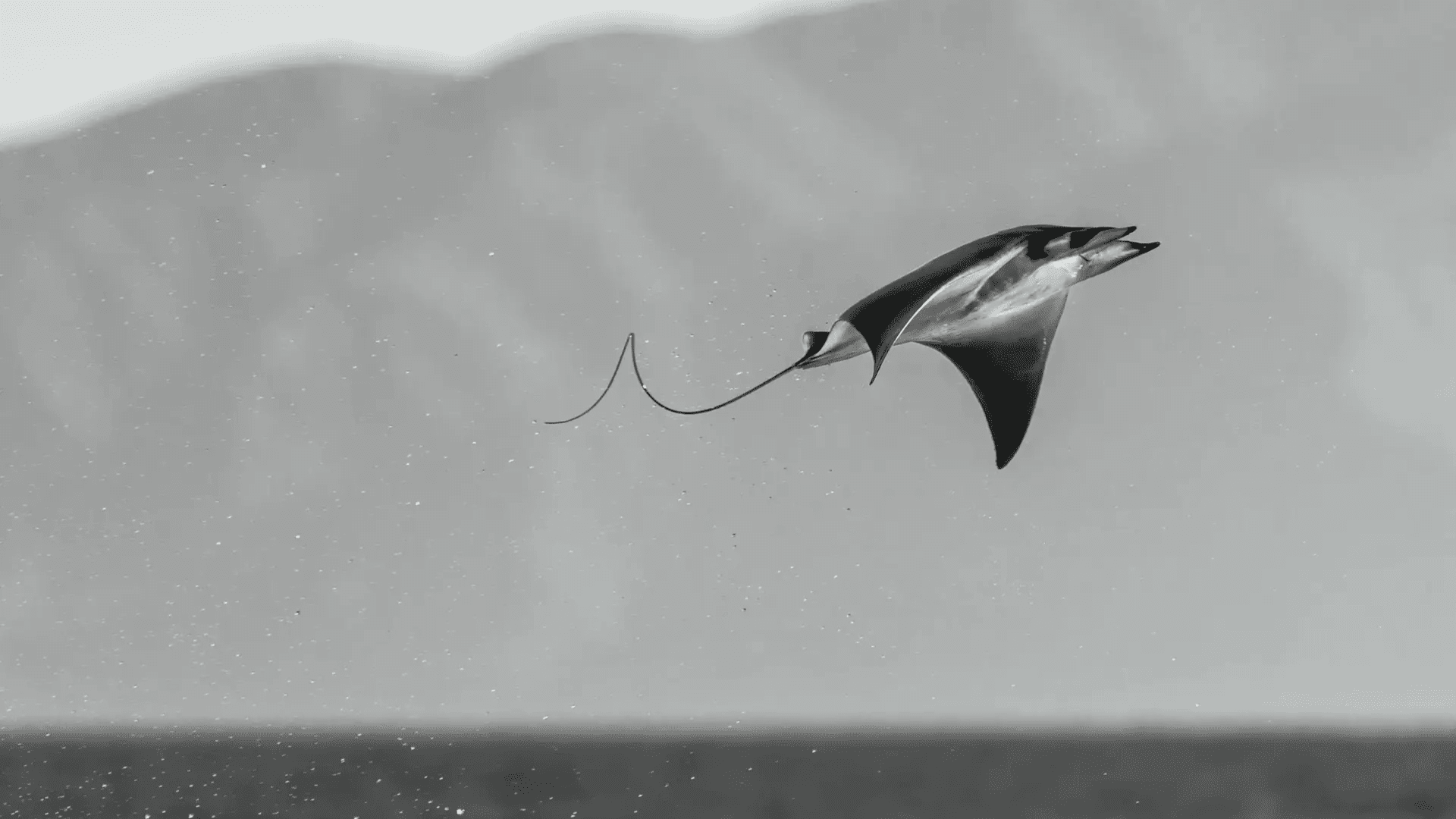 Mobula Rocket; Photo: Angela J Sanchez