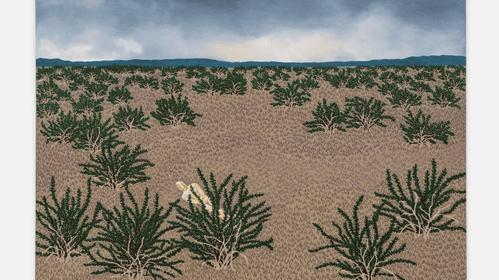 Oscar lying among the King Clone creosote