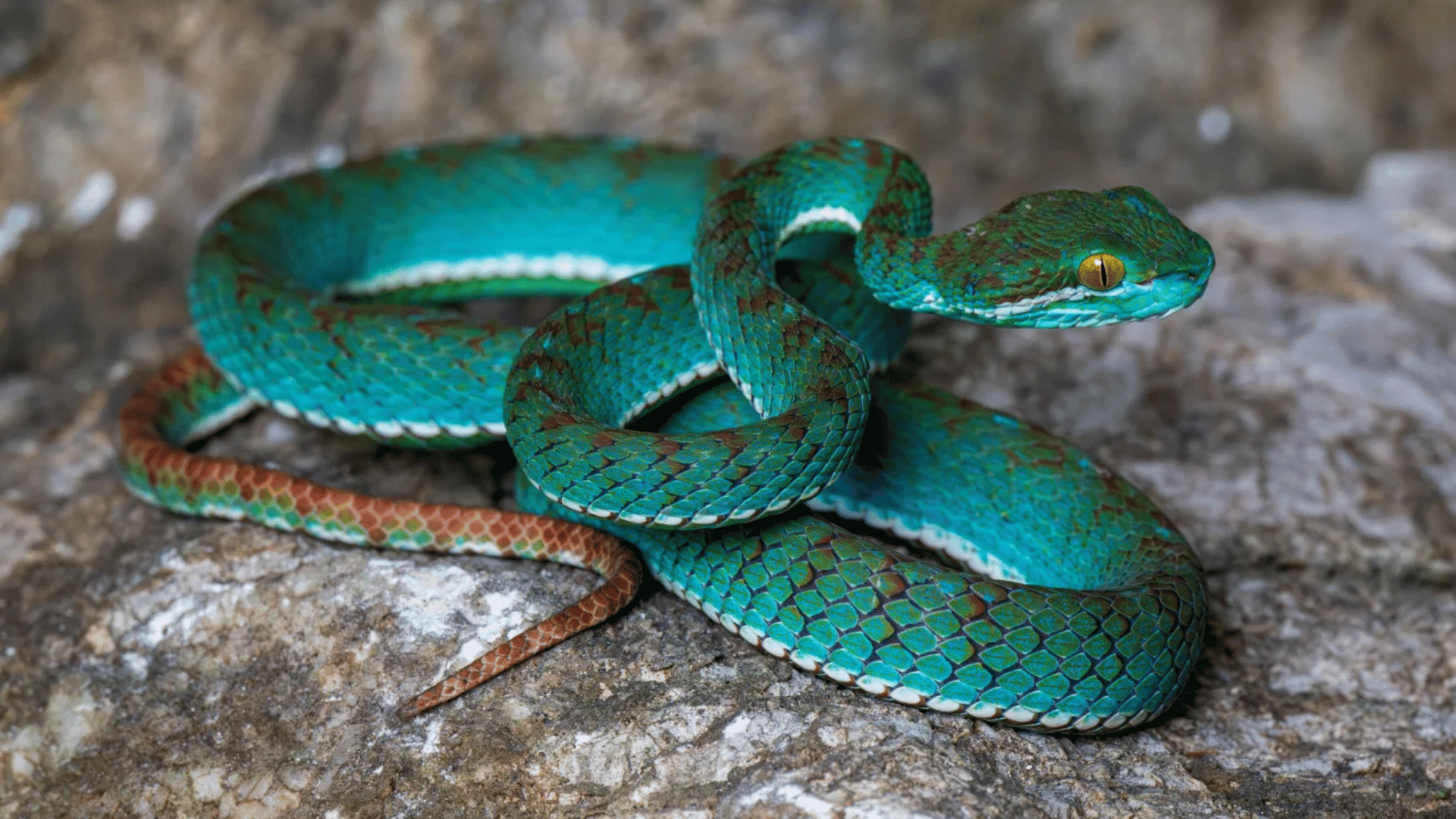 pit viper