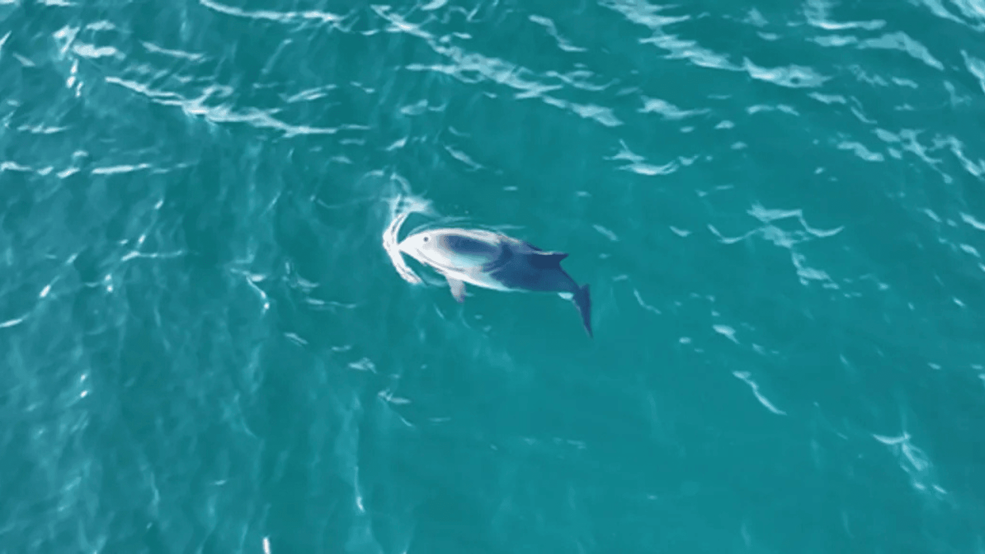 porpoises; Photo: McCaffery, Shucksmith and Smith (UHI Shetland)
