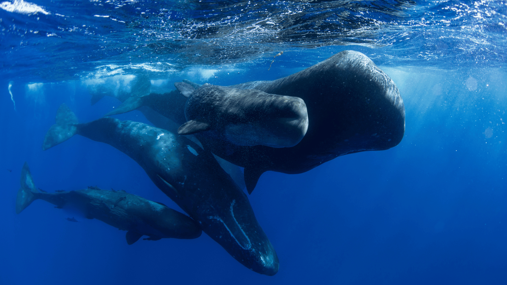 Sperm whales; Photo: ohrim:Shutterstock