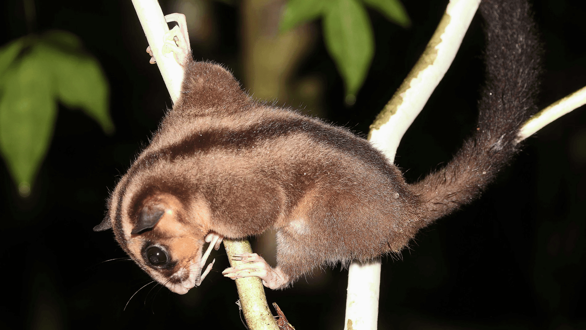 the pygmy long-fingered possum (Dactylonax kambuayai) is alive in New Guinea. Photo: Carlos Bocos (CC-BY-4.0)