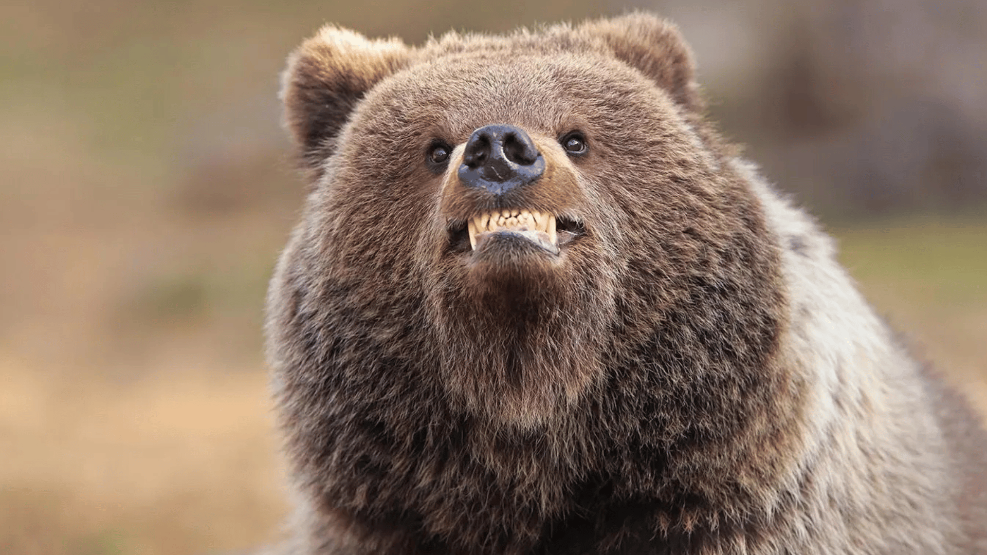 Valtteri Mulkahainen, Finland - Comedy Wildlife Photography Awards