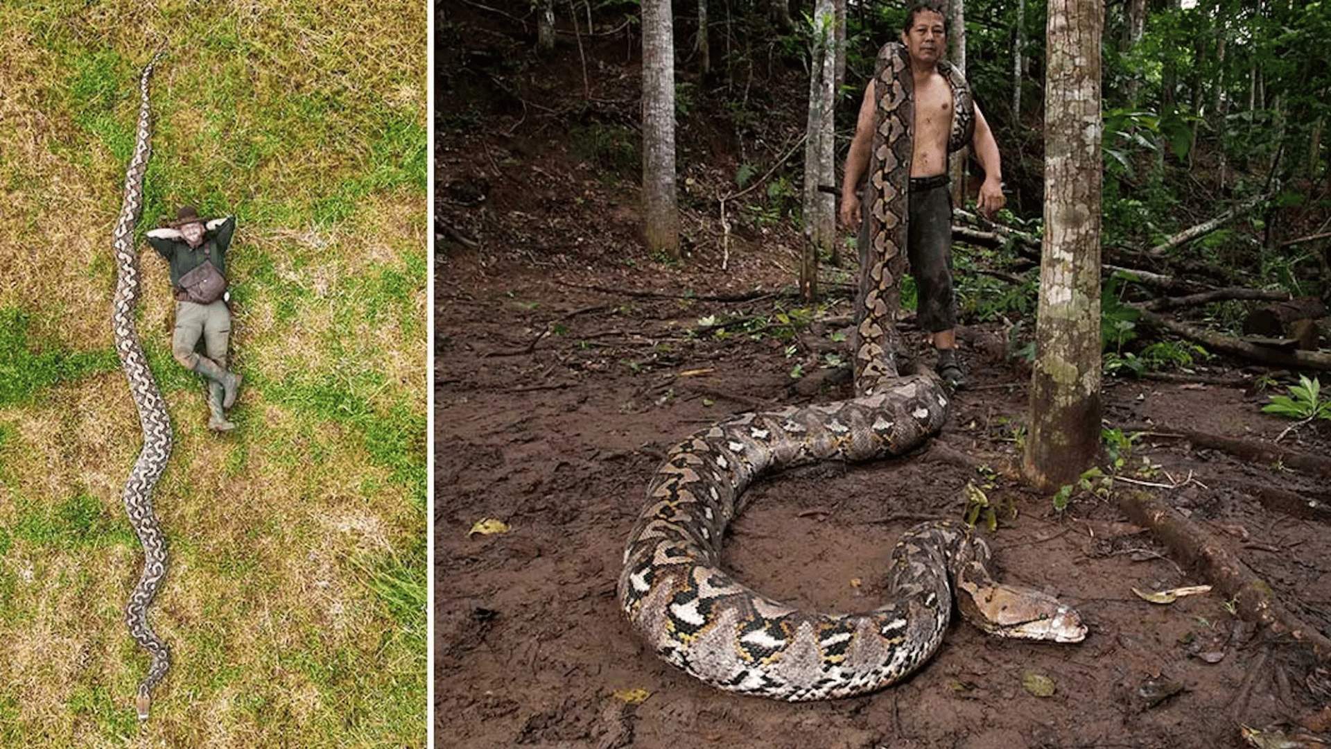world's longest snake; Photo: Guinness World Records