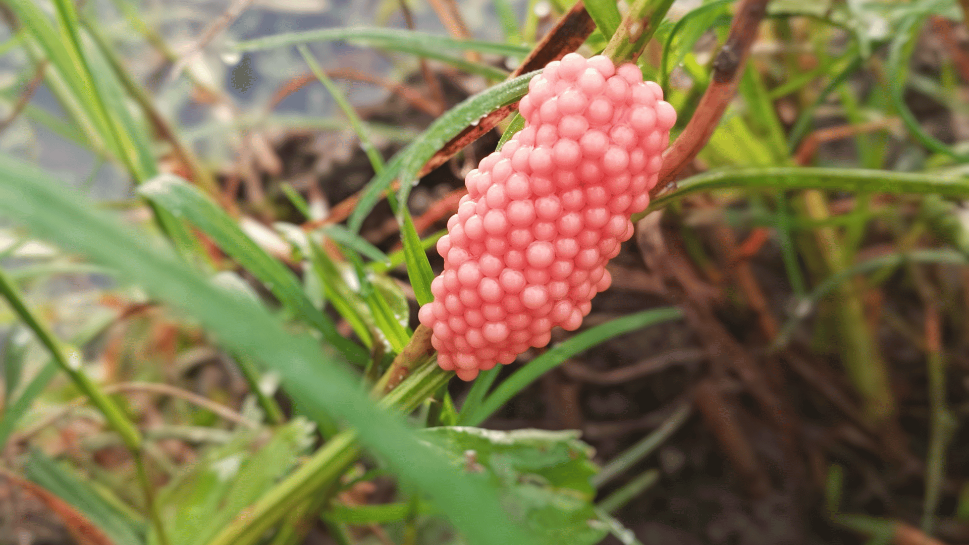 Apple snail eggs